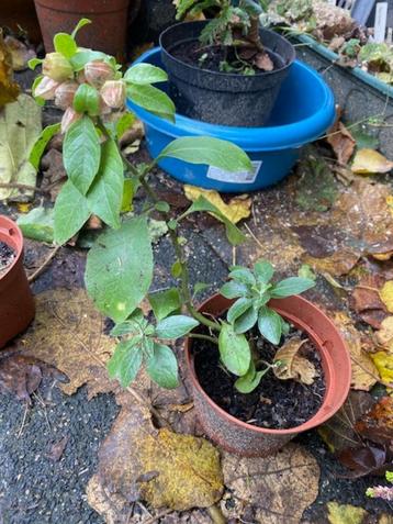 indiase ginseng plant. beschikbaar voor biedingen