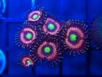 Zoanthus koraal stekken voor het zeeaquarium., Dieren en Toebehoren, Vissen | Aquariumvissen, Overige typen