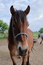 Touwhalster nieuw, Dieren en Toebehoren, Paarden en Pony's | Overige Paardenspullen, Ophalen of Verzenden, Nieuw, Overige soorten