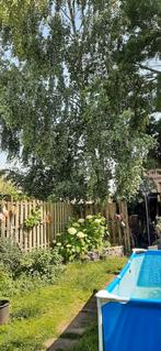 Haardhout gratis, Minder dan 3 m³, Ophalen of Verzenden, Overige houtsoorten