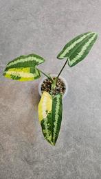 Schismatoglottis Wallichii Variegata, Ophalen of Verzenden, Halfschaduw, Minder dan 100 cm