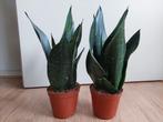 Sansevieria Masoniana - Sanseveria / Vrouwentong H: 36 cm., Ophalen, Vetplant, Halfschaduw, Minder dan 100 cm