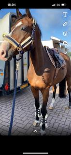 Lief recreatie/weide maatje te koop, Dieren en Toebehoren, Paarden, Met stamboom, Ruin, M, 7 tot 10 jaar