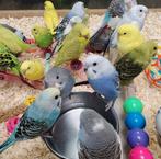 baby budgies in alle kleuren, Dieren en Toebehoren, Vogels | Parkieten en Papegaaien, Meerdere dieren, Parkiet, Pratend