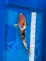 Koi showa, Dieren en Toebehoren, Karper of Koi