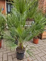 Diverse Yucca Rostrata €90 - €275, Tuin en Terras, Planten | Bomen, Ophalen of Verzenden, Volle zon, Overige soorten, 100 tot 250 cm