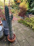 Grote cactus, Huis en Inrichting, Kamerplanten, Ophalen of Verzenden, Cactus, Volle zon, Minder dan 100 cm