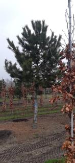 leibomen en dakbomen, Tuin en Terras, Planten | Bomen, Volle zon, Bloeit niet, Ophalen of Verzenden, Dakboom