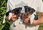 Prachtige Jack Russell Pups, Dieren en Toebehoren, Jack Russell Terriër, CDV (hondenziekte), 8 tot 15 weken, Meerdere dieren