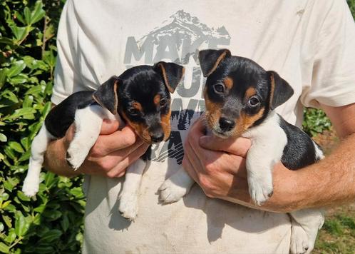 Prachtige Jack Russell Pups, Dieren en Toebehoren, Honden | Jack Russells en Terriërs, Meerdere dieren, Jack Russell Terriër, Particulier