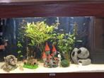 Te koop aangeboden, Ophalen of Verzenden, Gebruikt, Gevuld zoetwateraquarium