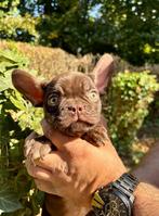 Franse Bulldog pups met open neusje, Dieren en Toebehoren, Honden | Bulldogs, Pinschers en Molossers, België, Fokker | Hobbymatig