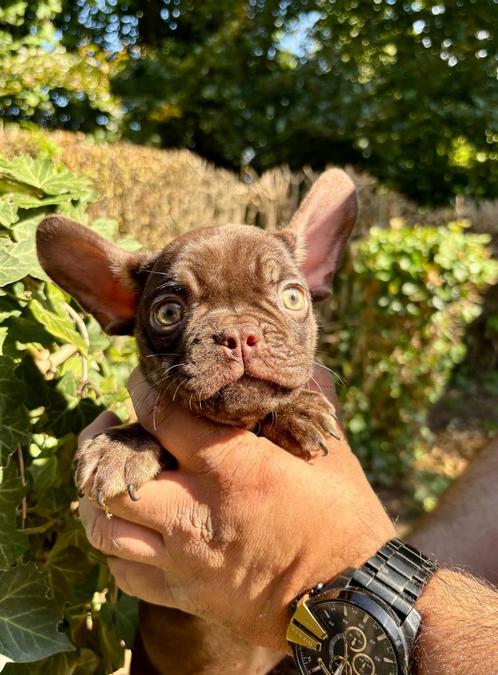 Franse Bulldog pups met open neusje, Dieren en Toebehoren, Honden | Bulldogs, Pinschers en Molossers, Meerdere dieren, Bulldog