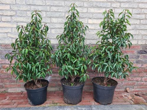 Portugese laurier ca. 80 cm. AANBIEDING voor de laatste 19st, Tuin en Terras, Planten | Struiken en Hagen, Haag, Laurier, Minder dan 100 cm
