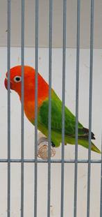 Zuivere fischeri opaline groen, Meerdere dieren, Dwergpapegaai of Agapornis, Geringd