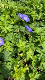 Geranium ‘rozanne’, Tuin en Terras, Ophalen, Zomer, Overige soorten, Volle zon