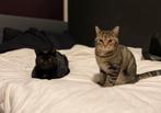 Nieuw huisje gezocht voor 2 katers!, Kater, Kortharig, 6 jaar of ouder