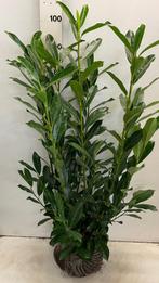 Prunus Laurier Elly (in meerdere maten), Ophalen of Verzenden
