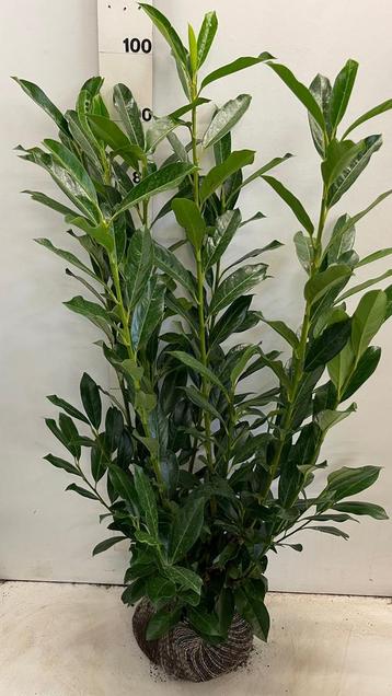 Prunus Laurier Elly (in meerdere maten) beschikbaar voor biedingen