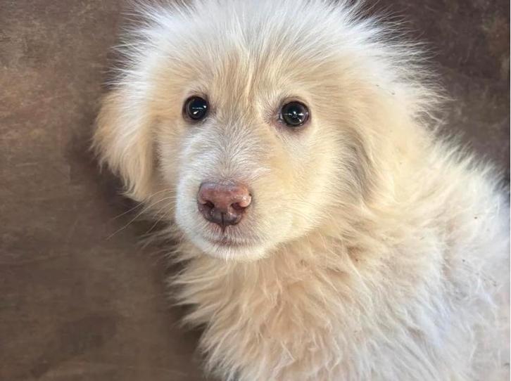 Shiro – een zachtaardige avonturier met een warm hart, Dieren en Toebehoren, Honden | Niet-rashonden, Middel, Reu, Particulier