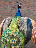 Een prachtige opgezette pauw met verspreide vleugels!, Verzamelen, Dierenverzamelingen, Ophalen, Nieuw, Overige soorten, Opgezet dier