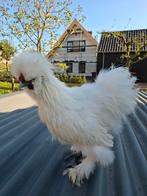 USA zijde hoen haan, Dieren en Toebehoren