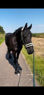 Stalling voor shetlander / a pony, Dieren en Toebehoren, Stalling en Weidegang, Stalling, 1 paard of pony
