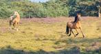 Gezocht: verzorg(st)er voor 3 pony's en veulen, Dieren en Toebehoren, Stalling en Weidegang