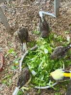 Diverse glosters mannen / poppen, Dieren en Toebehoren, Meerdere dieren, Postuurkanarie