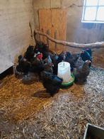 Broedeieren Brahma, Dieren en Toebehoren, Pluimvee, Geslacht onbekend, Kip