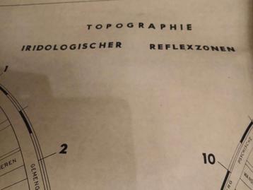 Topografie iridologische reflexzones  beschikbaar voor biedingen