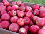 Diverse soorten Appels & (Stoof)peren, Diversen, Levensmiddelen, Ophalen