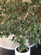 Grote Ficus Benjamin boom XL, Huis en Inrichting, Kamerplanten, Ophalen, Ficus, Halfschaduw