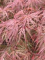 Japanse Esdoorn “Acer Palmatum Dissectum”, Ophalen, Vee