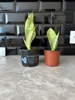 Sanseveria sansevieria Moonshine, Huis en Inrichting, Overige soorten, Minder dan 100 cm, Groene kamerplant, Halfschaduw