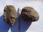 2 X Araucaria alvarezii, fossilized pine cone, Ophalen of Verzenden, Fossiel