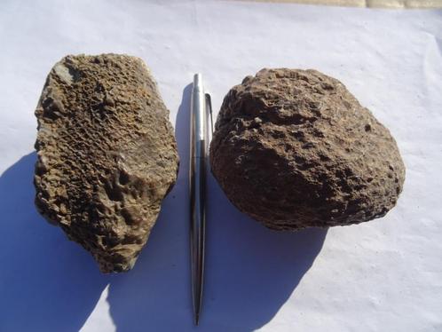 2 X Araucaria alvarezii, fossilized pine cone, Verzamelen, Mineralen en Fossielen, Fossiel, Ophalen of Verzenden
