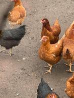 Leg hennen leg kippen Isa Brown, Dieren en Toebehoren, Pluimvee, Kip, Vrouwelijk