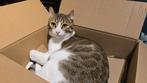 Halve bengaal, kater, kat, Dieren en Toebehoren, Katten en Kittens | Overige Katten, Kater