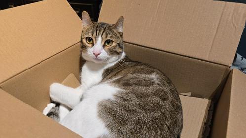 Halve bengaal, kater, kat, Dieren en Toebehoren, Katten en Kittens | Overige Katten, Kater