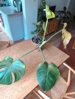 Grote Monstera in terracotta plantenpot, Ophalen, Halfschaduw, Minder dan 100 cm