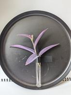 Tradescantia Pallida 'Purple Heart', Huis en Inrichting, Kamerplanten, Overige soorten, Minder dan 100 cm, Halfschaduw, Ophalen