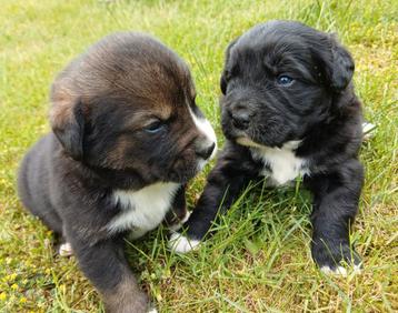 Boulab pups  beschikbaar voor biedingen