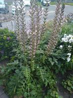 acanthus gulden roede vlinderstruik  flox kruisbes Hosta, Ophalen, Overige soorten