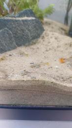 Guppies te koop, Dieren en Toebehoren, Vissen | Aquariumvissen, Vis, Zoetwatervis, Schoolvis