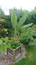 Bananenboom incl houtenkuip. Musella lasiocarpa, Tuin en Terras, Planten | Bomen, Ophalen, In pot, Volle zon, Overige soorten