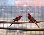 Koppel rosella, Dieren en Toebehoren, Vogels | Parkieten en Papegaaien, Meerdere dieren, Parkiet, Geringd