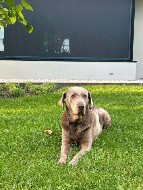 Labrador/weimeraner teef, Dieren en Toebehoren, Honden | Retrievers, Spaniëls en Waterhonden, Teef, Labrador retriever, Particulier