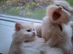 Prachtige flame point Ragdoll kittens  - ouders aanwezig, Dieren en Toebehoren, Katten en Kittens | Raskatten | Langhaar, Meerdere dieren
