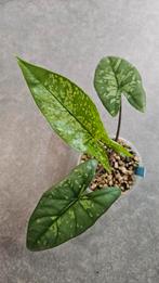 Alocasia Boyceana Shattered Glass, Ophalen of Verzenden, Halfschaduw, Minder dan 100 cm